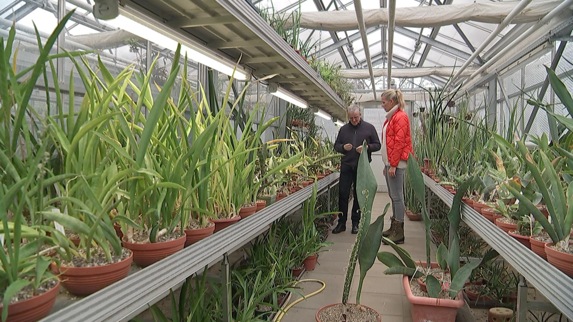 rbb Gartenzeit Sansevieria Arten & Eigenschaften ARD Mediathek