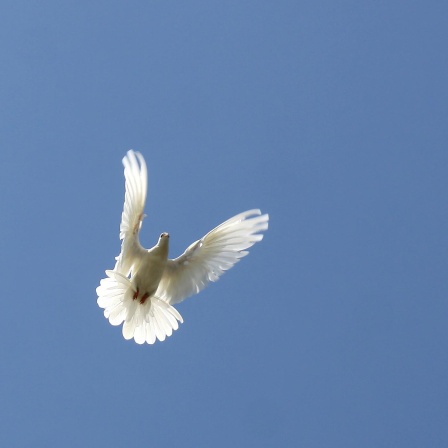 Die Taube, Friedenssymbol und Hassobjekt - Alles Natur