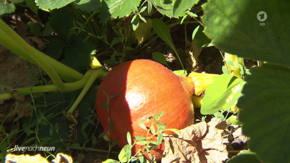 Live Nach Neun - Kürbisse Und Erdbeeren Auf Opas Grab.