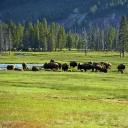 Büffel auf einer Weide im Yellowstone National Park