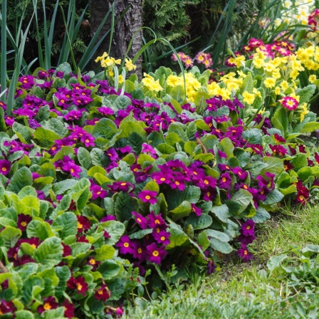 Lila, flieder, gelbe und weinrote Blumen, die Primeln, blühen in einem Bett, davor ist Rasen