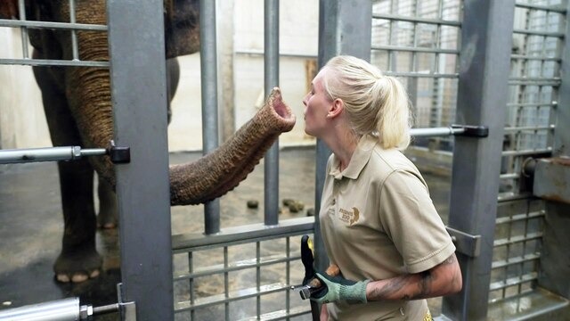 Ein Elefant hält einer Tierpflegerin seinen Rüssel vor das Gesicht