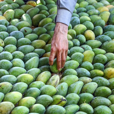Mangos
