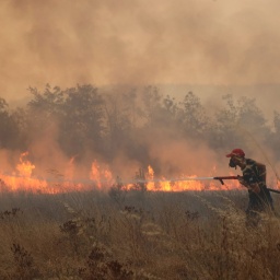Ein Feuerwehrmann versucht einen Waldbrand in der griechischen Region Maritsa zu löschen.