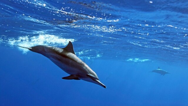Ein Delfin. | Bild: BR/Alex Tattersall/waterframe