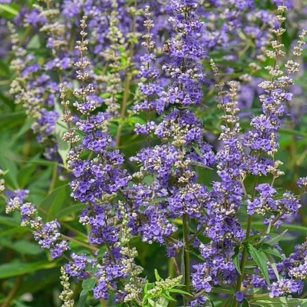 Die Blüten des Mönchspfeffers (Vitex agnus-castus) blühen an einem Strauch.