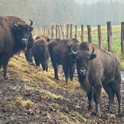 Ochsen stehen auf einer Wiese.