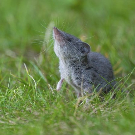 Gartenspitzmaus (Crocidura suaveolens)