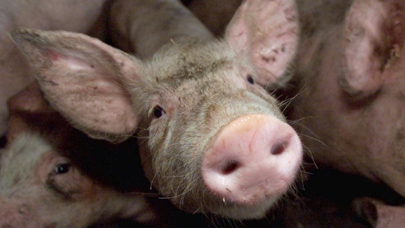 Weltspiegel - China: Das Schweinehochhaus