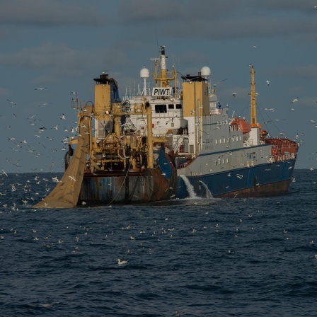 Ein Schiff der Europäischen Fischereifangflotte bei der Grundschleppnetzfischerei im Englischen Kanal.