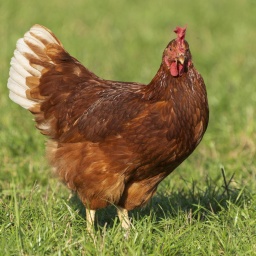 Die Tierdocs: Huhn will nicht raus