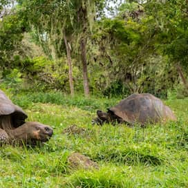 Zwei Schildkröten auf den Galapagos-Inseln (Foto: imago images / robertharding)