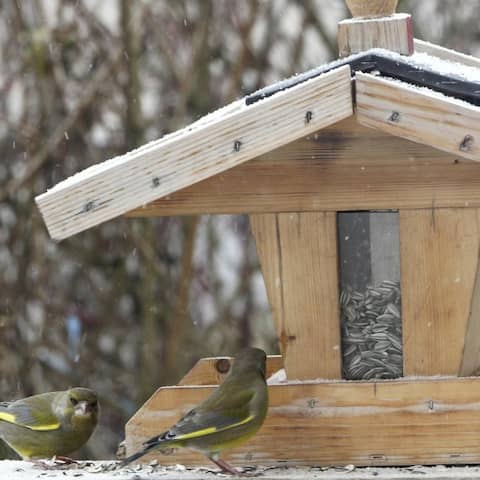 Ein Vogelhaus im Winter, an dem Grünfinken sitzen.