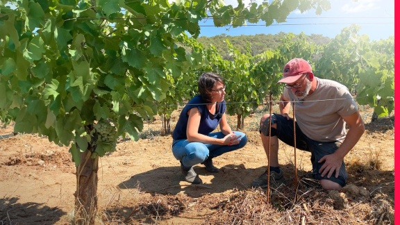 Weltspiegel - Frankreich - Wein In Gefahr. - Weltspiegel Doku