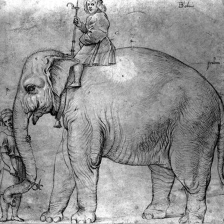 Der indische Elefant Hanno, der dem Papst Leo X. 1513 vom portugiesischen König Emanuel geschickt wurde; Zeichnung von Raphael
