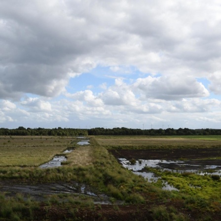 Das Papenburger Moor