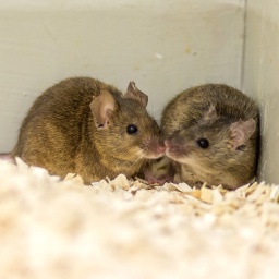 Zwei Mäuse in einem Kasten