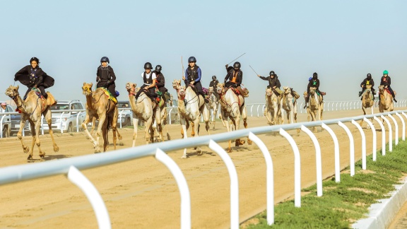 Sportschau - Kamelrennen In Saudi-arabien