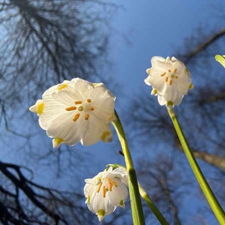 Frühlingswandern zum Märzenbecherwald