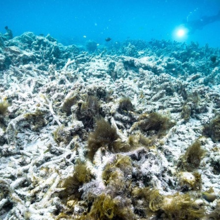 Das Foto zeigt die Korallenbleiche am Great Barrier Reef in Australien.
