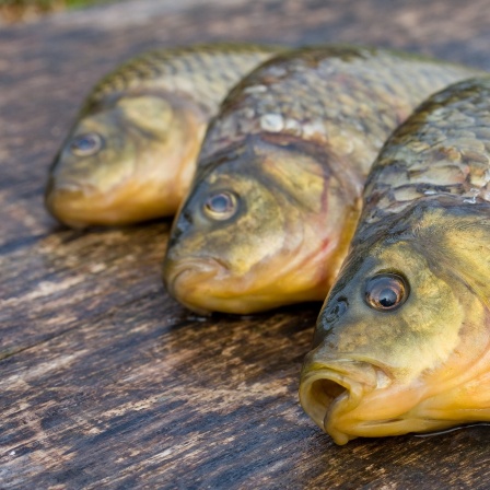 Drei Fische liegen auf einen Tisch.