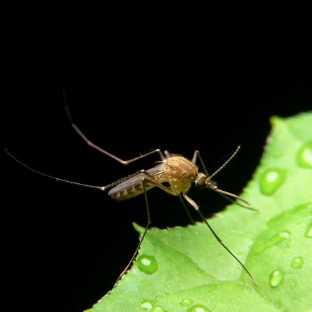 Eine Mücke sitzt auf einem Blatt mit Tautropfen. 