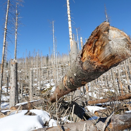 Abgestorbene Nadelbäume an einem Aufstieg zum Brocken im Harz. Die Trockenheit der letzten Jahre und der Borkenkäfer haben einen großen Teil der Fichten im Harz absterben lassen.