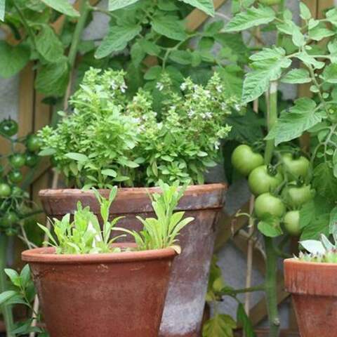 Gemüsegarten am Balkon