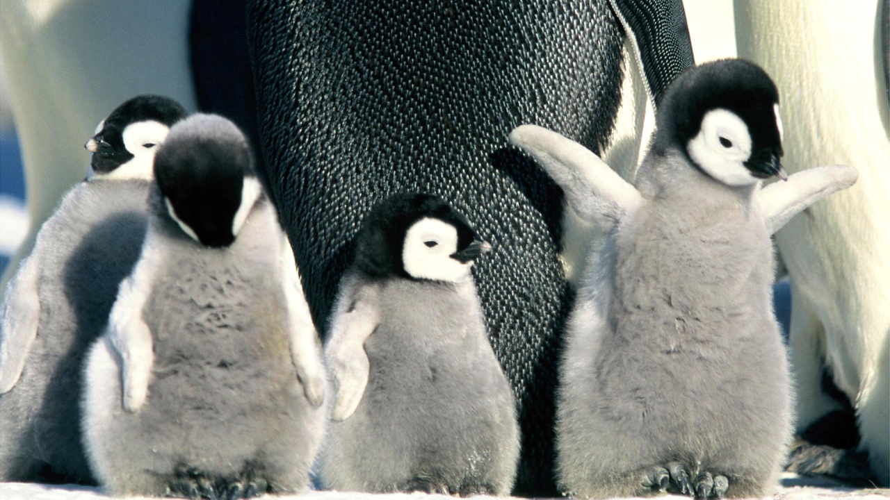 Geschlechtsbestimmung bei kleinen Pinguinen