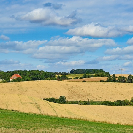 Sanfte Hügel mit Getreidefeldern prägen den Rand vom Nationalpark Unteres Odertal im Landkreis Uckermark. © dpa/Patrick Pleul