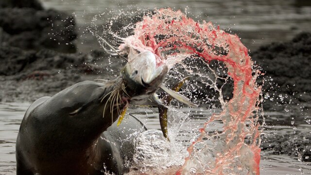 Junge Seelöwen fressen Gelbflossenthunfische besonders gern. Sie liefern fünfmal mehr Eiweiß als Sardinen.