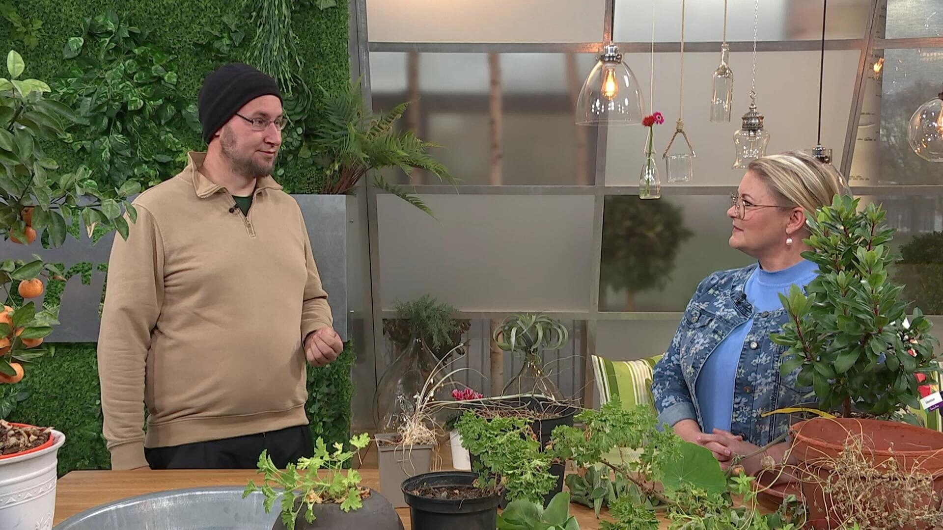 MDR Garten Knoblauchgras und Duftpelargonie überwintern ARD Mediathek