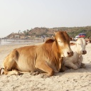Heilige Kühe liegen am Strand in Indien
