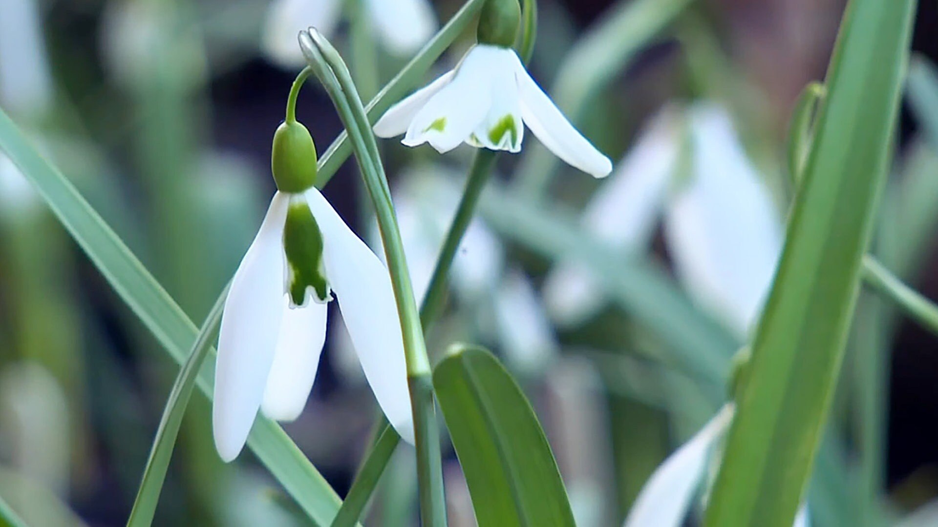 MDR Garten Schneeglöckchen Seltene Sorten kosten ein Vermögen ARD