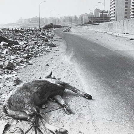 Der Kadaver eines Rindes liegt 1976 neben Trümmerbergen am Rande einer Küstenstraße in Beirut.