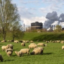 Eine Schafherde auf grüner Wiese. Im Hintergrund eine Fabrik.