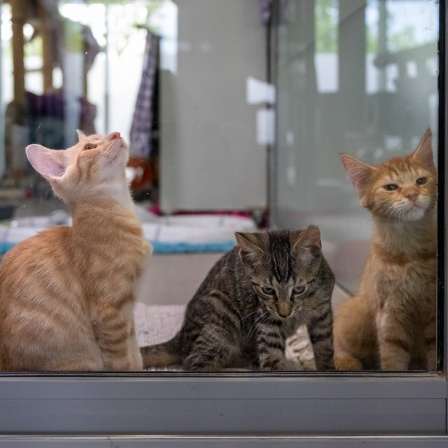 Vier junge Katzen sitzen im Mutter- und Kinderkatzenhaus im Berliner Tierheim.
