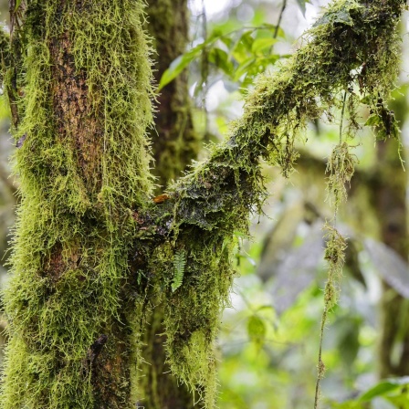 Aufstand im "Kupferwald" - Bedrohtes Naturparadies in Ecuador