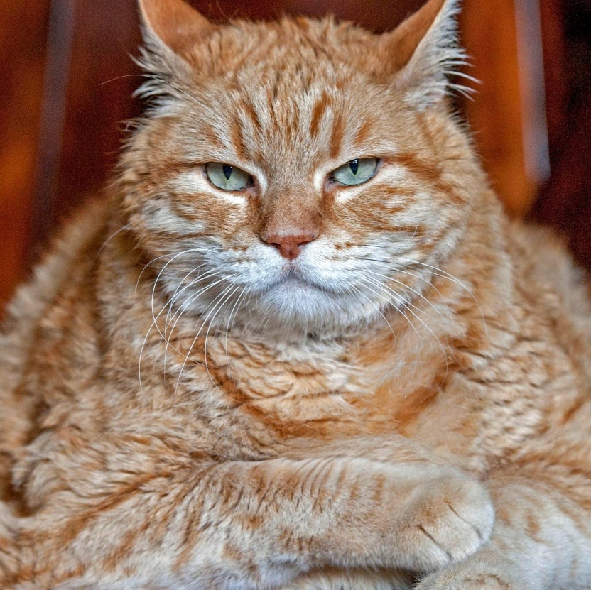 Cover: Die Tierdocs: Dicker Kater
