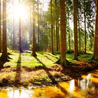 Wälder für eine wärmere Zukunft - Bäume im Klimatest