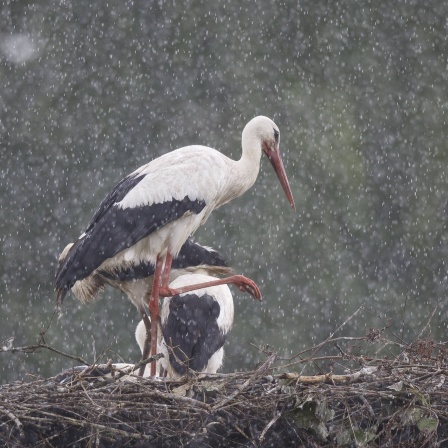 Storch