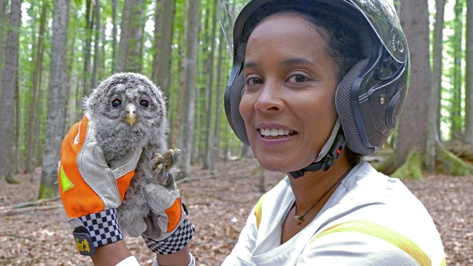 Anna, Paula, Pia Und Die Wilden Tiere: Der Habichtskauz Ist Wieder Da ...