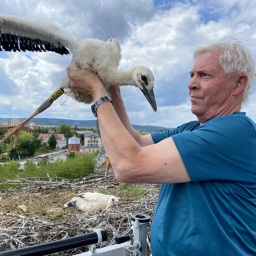 Ein Mann mit einem Storch in einem Nest: Klaus Schmidt aus Breitungen wird auch "Storchenflüsterer" genannt