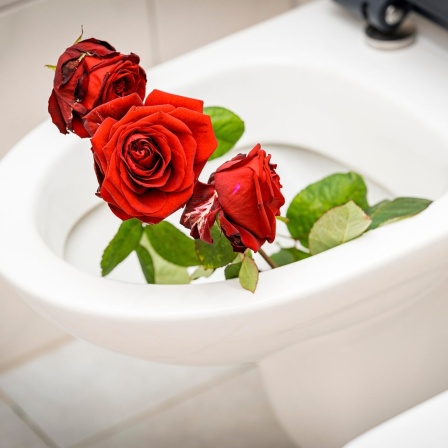 Ein Strauß Rosen in einer Toilettenschüssel