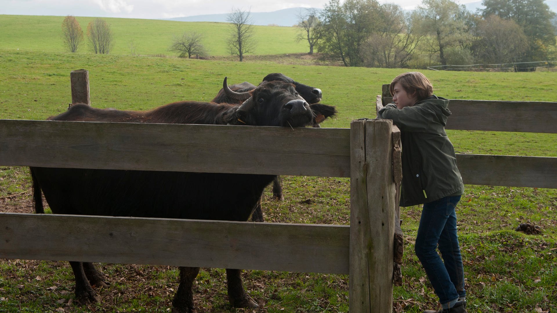 Tiere Bis Unters Dach Schwarze B ffel S07 E02 ARD Mediathek