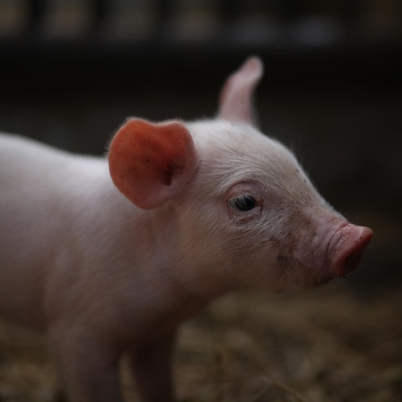 Empfindsame Geschöpfe - Welche Rechte haben Tiere?