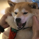 Ein Hund der japanischen Rasse Shiba Inu