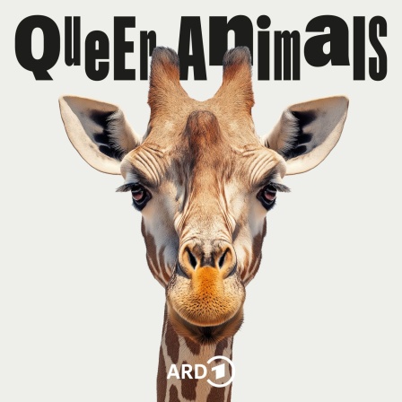 Cover Weird Animals Episode 24 Giraffe