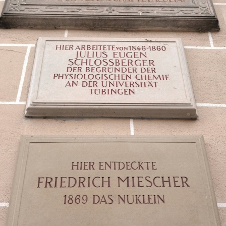 Gedenktafel an der Uni Tübingen: &#034;Hier entdeckte Friedrich Niescher 1869 das Nuklein&#034;