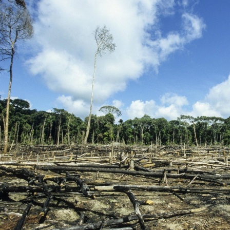 Amazonas: abgeholzter Regenwald.